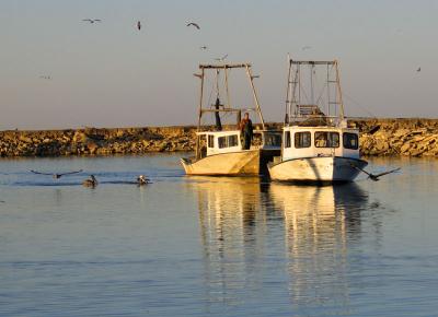 Shrimp Boats