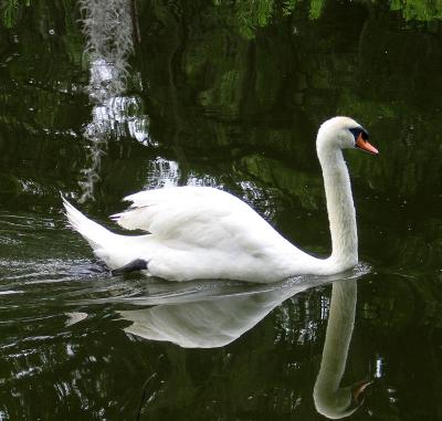 Mamma Swan--A Remembrance of Joy and Beauty
