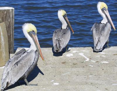 Pelicans of Louisiana