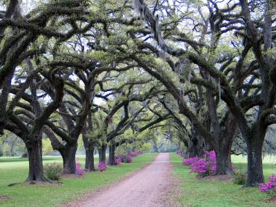 Live Oaks in Their New Clothes