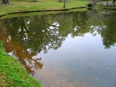 Reflections in the Pond