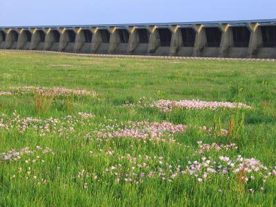 Wildflowers of Spring