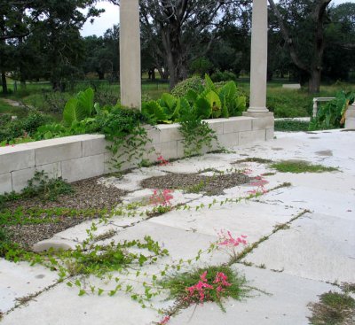 Delicate Blooms in the Ruins of Popp Fountain