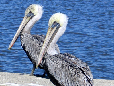 Pelicans.