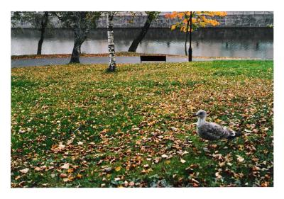 Seagull