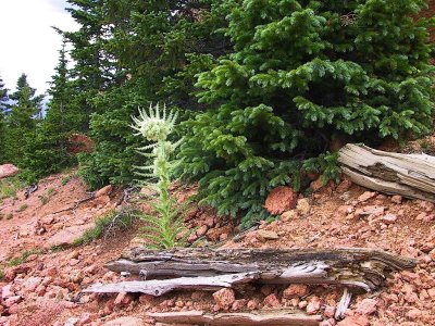 Thistle