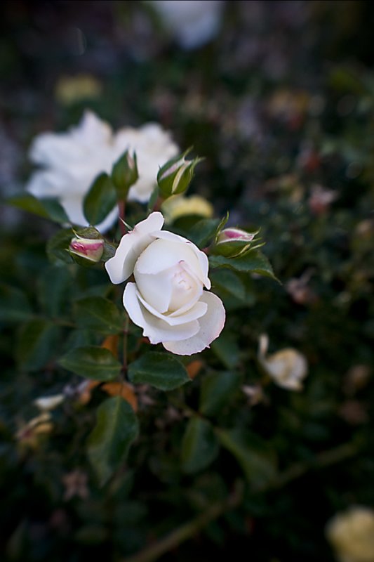 Peace Rose.jpg