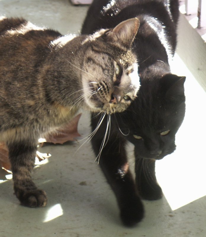 feral cats