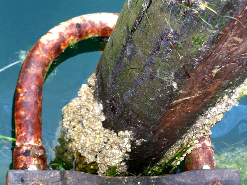 Pole with Barnacles