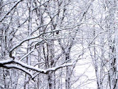 snowy trees 02