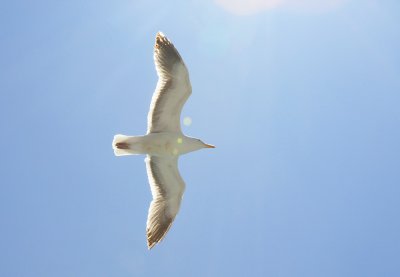 San Francisco - Seagull