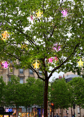 Paris - Champs Elysees Tree