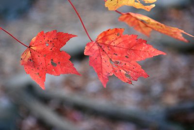 Shenandoah National Park