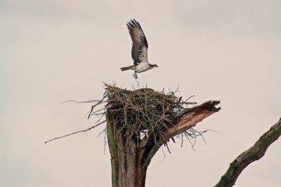 Osprey over nest