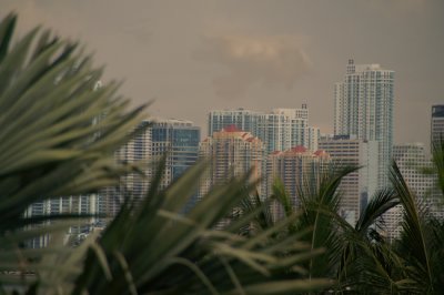 Miami Through Palms