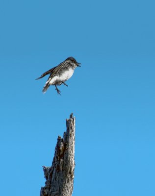 Cleared for landing