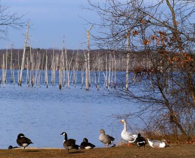 Lakeside Flock