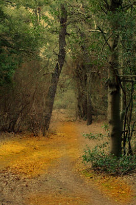 Forest Trail