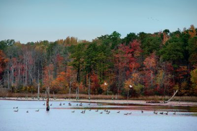 Fall Scene