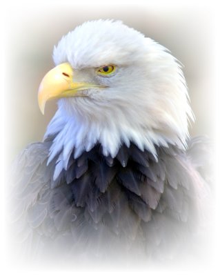 Eagle 30