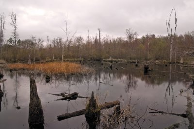 Swamp