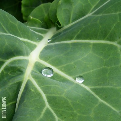 Raindrops on Sea cabbage