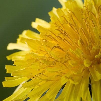 Dandelion 3