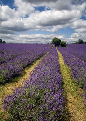 Lavender Field