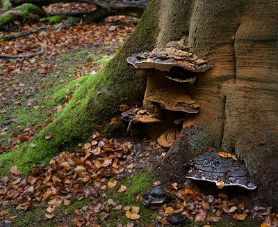 Bracket Fungi on Beech