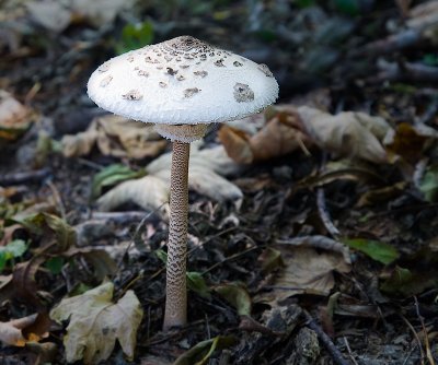 Parasol Mushroom ( Macrolepiota procera)
