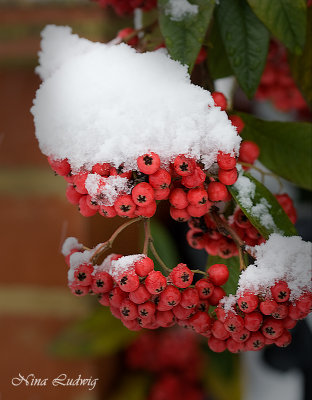 Red Berries