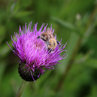 Finding Nectar