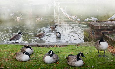 Mist at the Pond