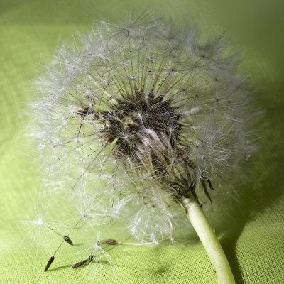 Dandelion Gallery