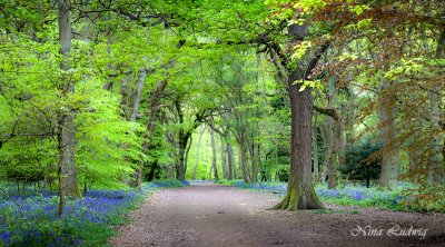 Bluebell Wood