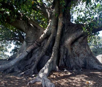 Moreton Bay Fig