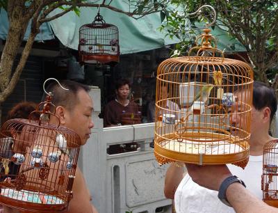Bird Market 2
