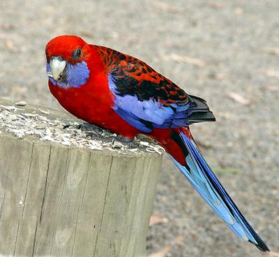 Crimson Rosella