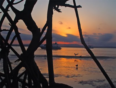 Mangrove Sundown