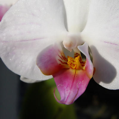 Intimate Orchid