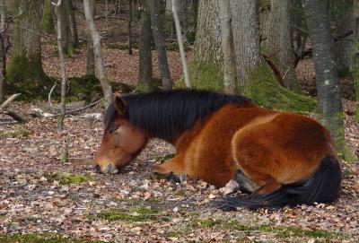 Tired Pony