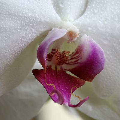 Mother'sDay Orchid