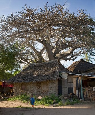 Under the Baobab Tree