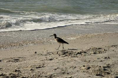 Florida Wildlife 2006