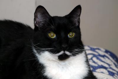 Regal Bubba