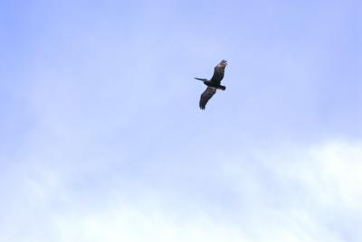 Pelican Awing