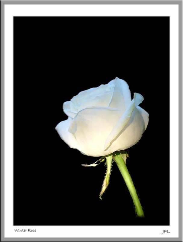 Winter Rose