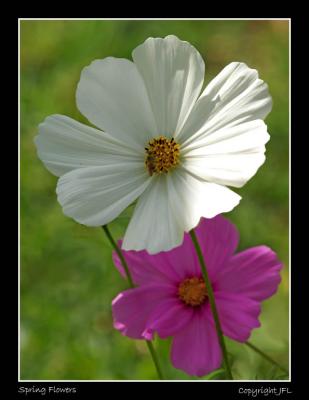 Spring Flowers