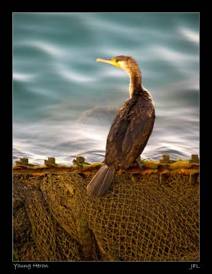 Young Cormorant Fishing