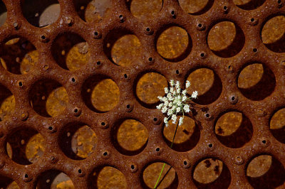Iron-Lace_1617-1-c.jpg